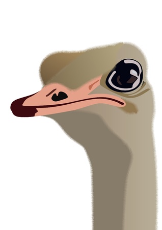 The head of an ostrich. The illustration on white backgroundのイラスト素材