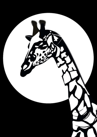 Giraffe - the tallest animal. Part of the animal. Black and white illustrationのイラスト素材