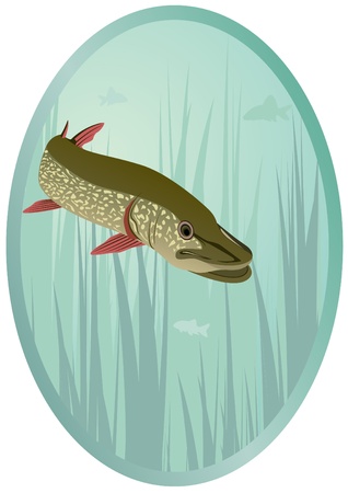 River and lake predator. Pike swimming among seaweed.のイラスト素材