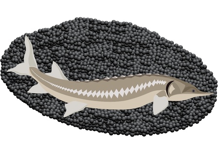 Sturgeon caviar and sturgeon. The illustration on a white background.のイラスト素材
