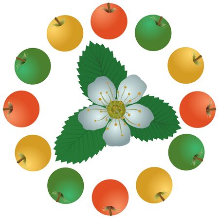 Apples and apple blossom. The illustration on a white backgroundのイラスト素材