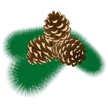 Three fir cones on a branch of pine tree  The illustration on a white background のイラスト素材