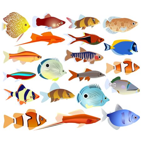 Collection of aquarium fish. The illustration on a white background.のイラスト素材