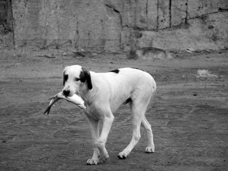 The hungry dog