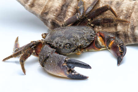 Crabの写真素材