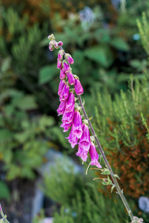 Fingernail or digital flower, is a biennial herbaceous species of the Plantaginaceae family with a...