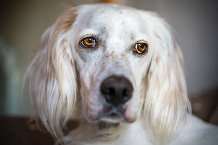 front view of a white haired english setterの写真素材