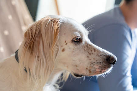 English setter breed dog with white hazel hair and eyes sitting on a sofa next to his ownerの写真素材