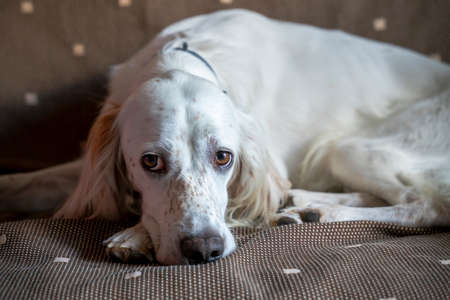 English Setter lying on a very quiet sofaの写真素材