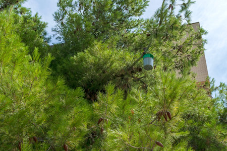 trap hung from a tree in the form of a bucket to eliminate the processionary caterpillar and control...