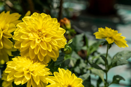 Dahila Pinnata with yellow petals
