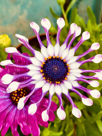 flower 'African Daisy Whirligig (or Whirlygig)' (or Cape Daisy). In Latin it is Osteospermum...
