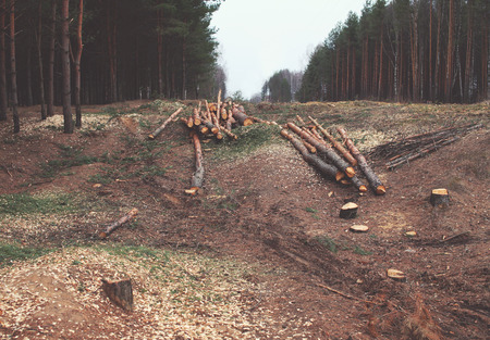 Environment, nature and deforestation forest concept - felling of trees in the woodsの写真素材