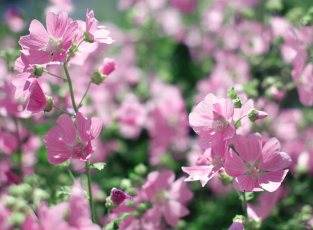 Spring pink flowers close up and floral blurred backgroundの写真素材