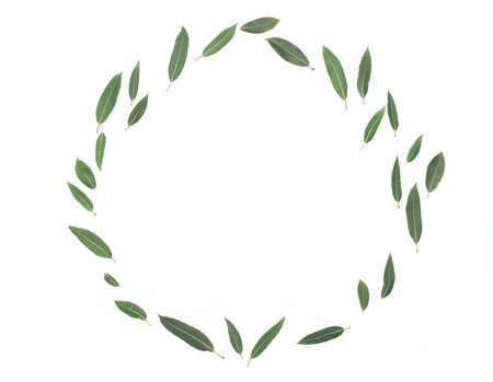 Green pastel leaves isolated on a white background, empty copy spaceの写真素材