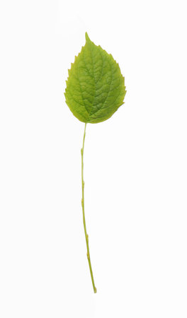 Green plant branch with leaf isolated on a white background