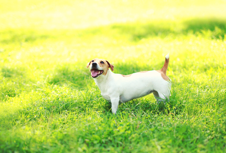 Jack Russell Terrier dog on the green grass at summer sunny dayの写真素材