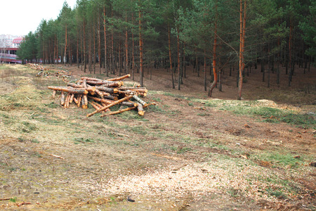 Environment, nature and deforestation forest - felling of trees の写真素材