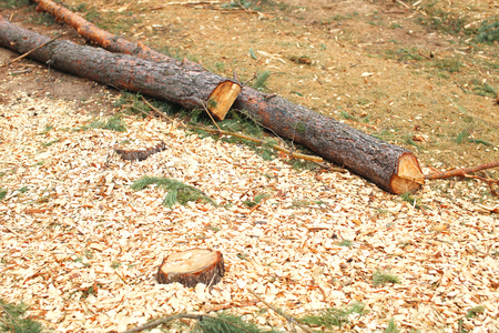 Environment, nature and deforestation forest - felling of treesの写真素材