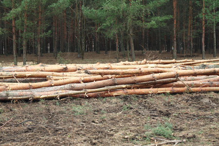 Environment, nature and deforestation forest - felling of treesの写真素材