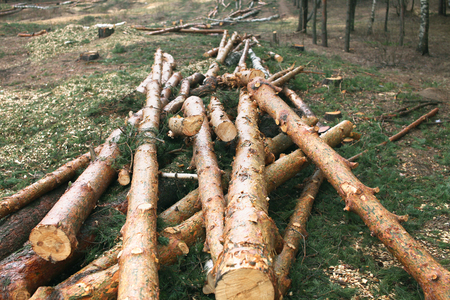 Environment, nature and deforestation forest - felling of treesの写真素材