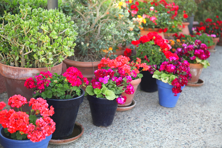 Gardening, flowers, decoration concept - many flowers in a flowerpots at streetの写真素材