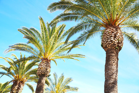 Travel, tourism, vacation, nature and summer holidays concept - palm trees, blue sky background の写真素材
