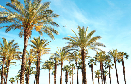 Travel, tourism, vacation, nature and summer holidays concept - palm trees, blue sky background amazing landscapeの写真素材