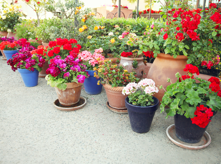 Gardening, flowers, decoration concept - many flowers in a flowerpots at streetの写真素材