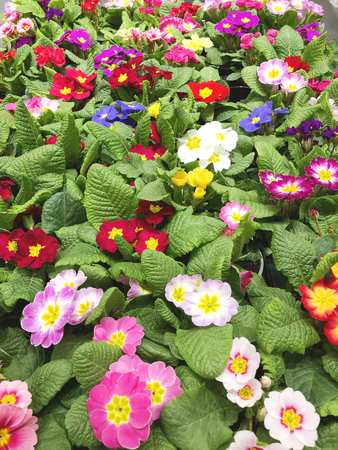 many beautiful colorful primrose flowers closeupの写真素材