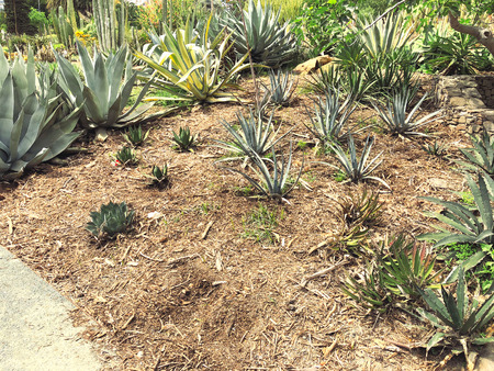 Many green different wild cactusの写真素材