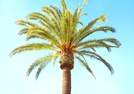 Travel, tourism, vacation, nature and summer holidays concept - palm tree on blue sky backgroundの写真素材