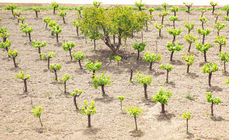 Plantation a small trees, nature, environment and ecology conceptの写真素材