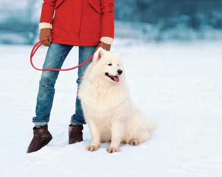 Owner holding White Samoyed dog on leash in winter parkの写真素材