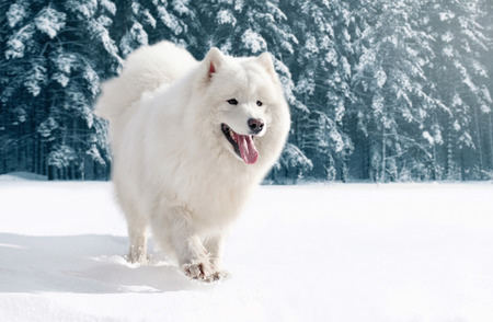 Close-up furry white Samoyed dog running on snow in winter dayの写真素材