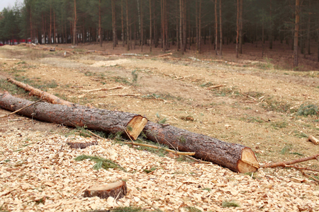 Environment, nature and deforestation forest - felling of treesの写真素材