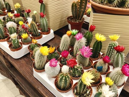 many different small multicolored cacti in flower pots as indoor plantsの写真素材