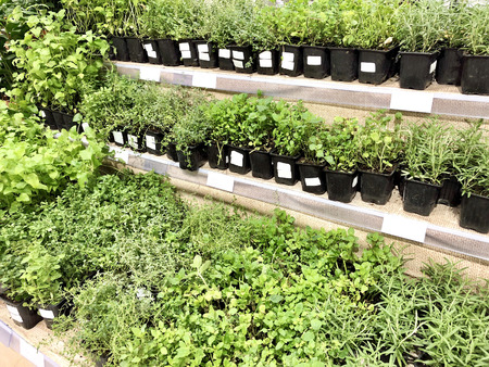 Many plant seedlings in plastic boxes on store shelvesの写真素材