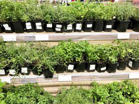 Many plant seedlings in plastic boxes on store shelvesの写真素材