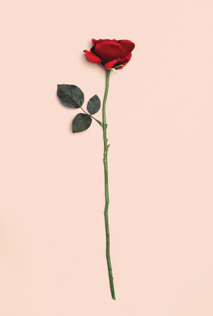 Red rose flower isolated on pink backgroundの写真素材