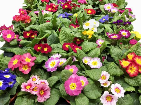 many beautiful colorful primrose flowers close-upの写真素材