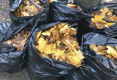 Many garbage bags of raked autumn yellow maple leavesの写真素材
