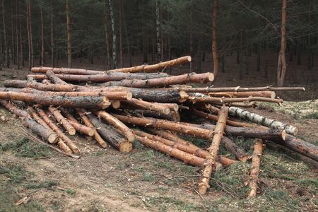 Environment, nature and deforestation forest - felling of treesの写真素材