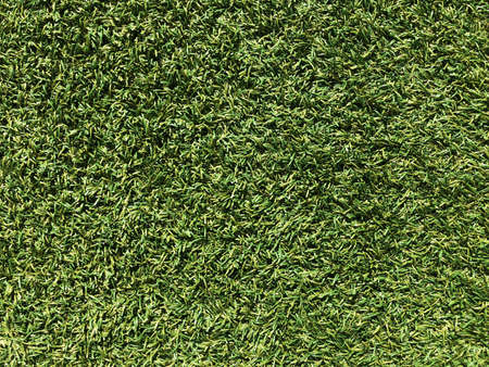 Fresh green grass, lawn texture for background, nature conceptの写真素材