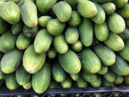 Close up fresh green cucumbers vegetables harvest in boxの写真素材