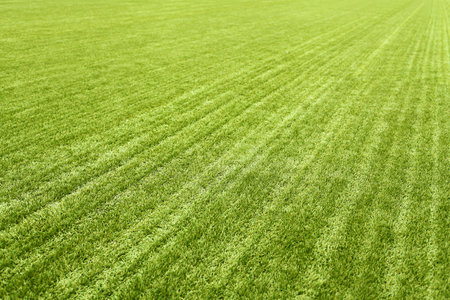 Green grass for background, fresh football lawnの写真素材