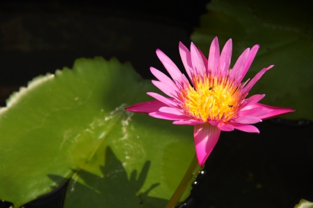 Pink lotus flower on the waterの写真素材