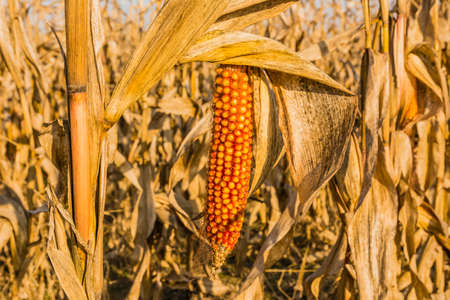 Mature maize ear on a stalkの写真素材