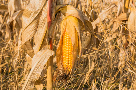 Corn on the cobの写真素材