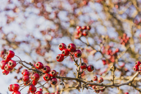 Crataegus L. - fruitsの写真素材